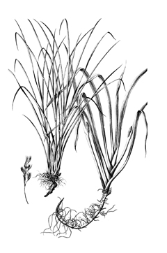 Cymbopogon citratus Lemon Grass, Citronella grass Cymbopogon citratus Lemon Grass, Citronella grass